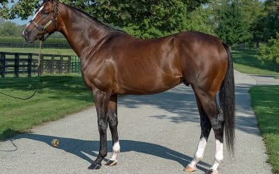 Normandy Invasion added to Pin Oak Lane Farm roster