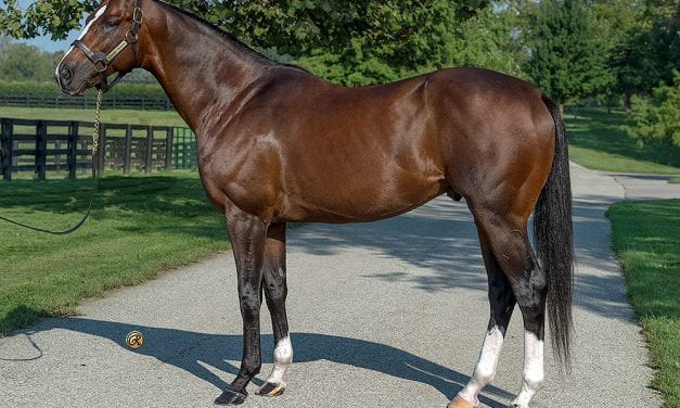 Normandy Invasion added to Pin Oak Lane Farm roster