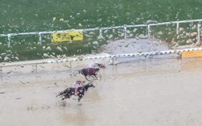 Laurel Park cancels Feb. 5 card