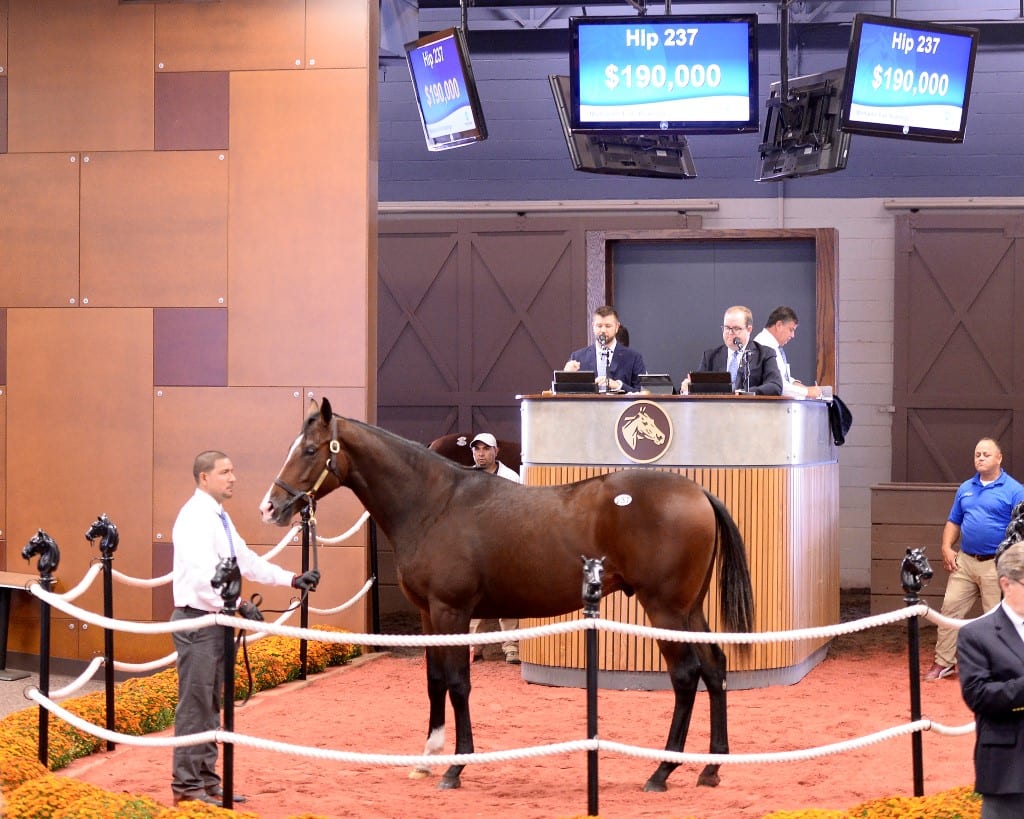 Hip 237 Fasig-Tipton