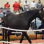Sales Tales: The secretive Keystone State colt