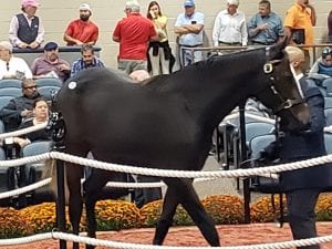 Fasig-Tipton fall yearling sale