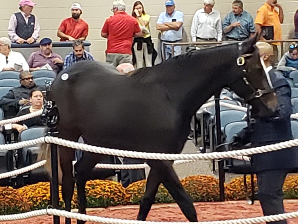 ft yearling 2019 hip 122 Fasig-Tipton fall yearling sale