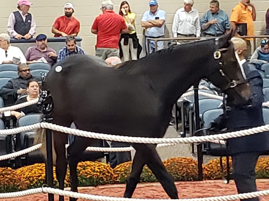 Fasig-Tipton fall yearling sale