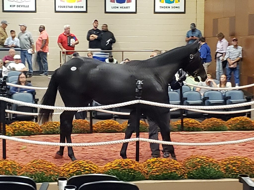 Fasig-Tipton Hip 150