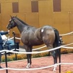 Oceans Map looks to double up in Japan Turf Cup