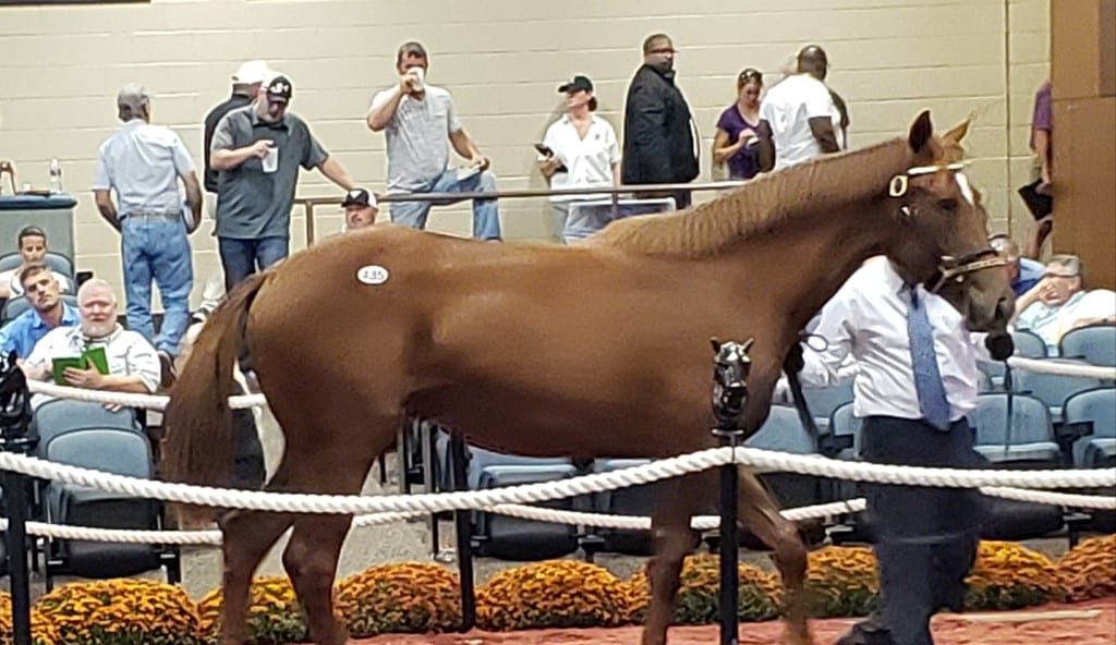 Hip 435 Fasig-Tipton