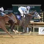 Upcoming sale, new stallions: The week in social media