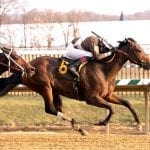 Bella Aurora on the rise after Gin Talking win