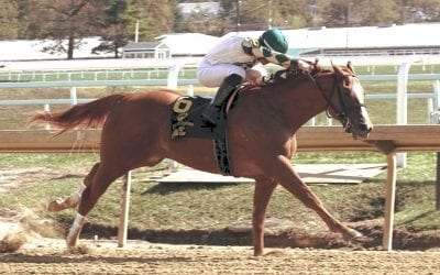 Parade of Colors helps breeder Williamson march on