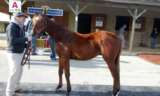 Pinhook Diary: A lot of hope on a little colt