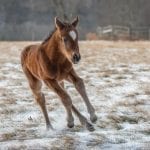 Horseracing Integrity Act to have subcommittee hearing