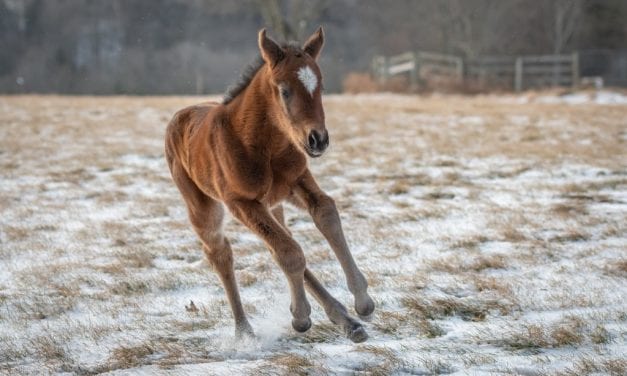 Unique Hoppertunity for a Pegasus Renaissance: The week in social media