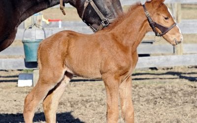 First foal of Long River arrives