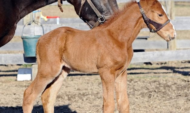 First foal of Long River arrives