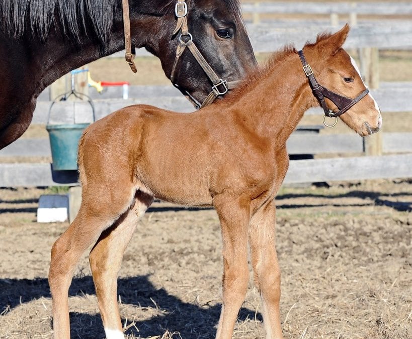 First foal of Long River arrives