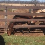 Charles Town cancels March 19 card