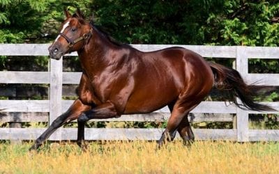 Anchor and Hope announces 2021 stud fees