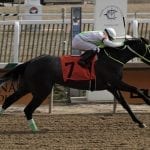 Stronach Group, PETA call for ban on horse sales to S. Korea