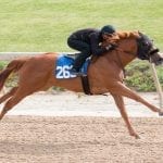 Wondrwherecraigis returns running in allowance win