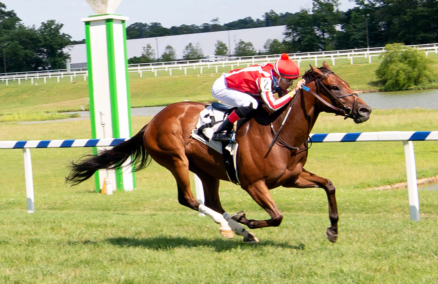 Grateful Bred broke his maiden at Laurel Park. Photo Jim McCue.