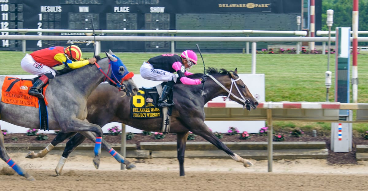 What Time Is The Black Eyed Susan Race 2025 Linea Petunia