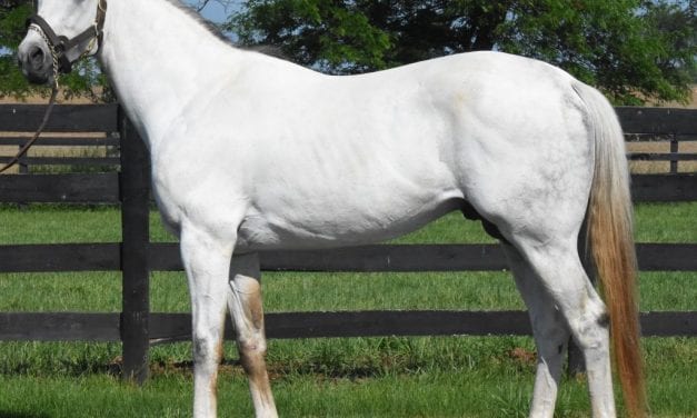 Midlantic first-crop sire watch