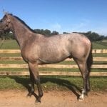 Maryland trainer Jack Kousin passes
