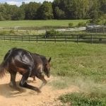 Preakness Profile: Jesus’ Team
