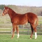 Fire’s Finale rallies to PA Nursery score