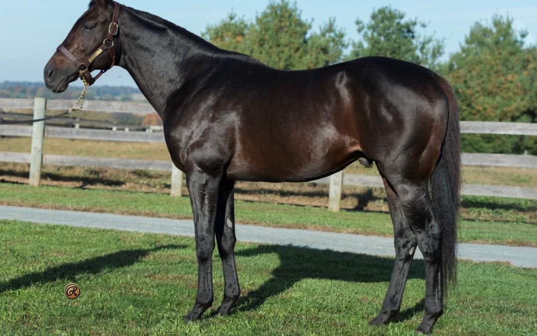 Peace and Justice: Sire’s offspring versatile, precocious