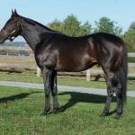 Laurel Park picks and ponderings Jan. 15, 2021