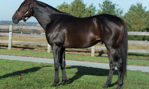 Peace and Justice: Sire’s offspring versatile, precocious