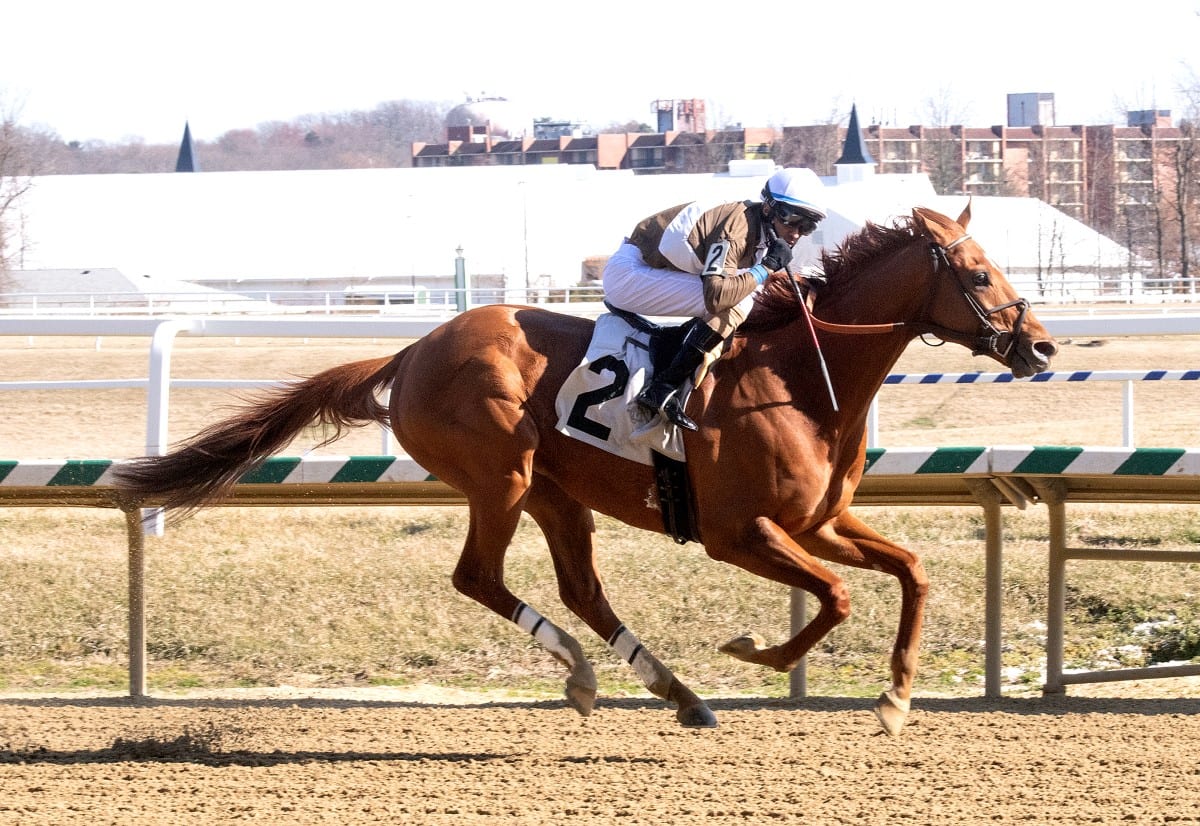 Cordmaker won the Harrison Johnson Memorial Stakes. Photo by Jim McCue, Maryland Jockey Club.