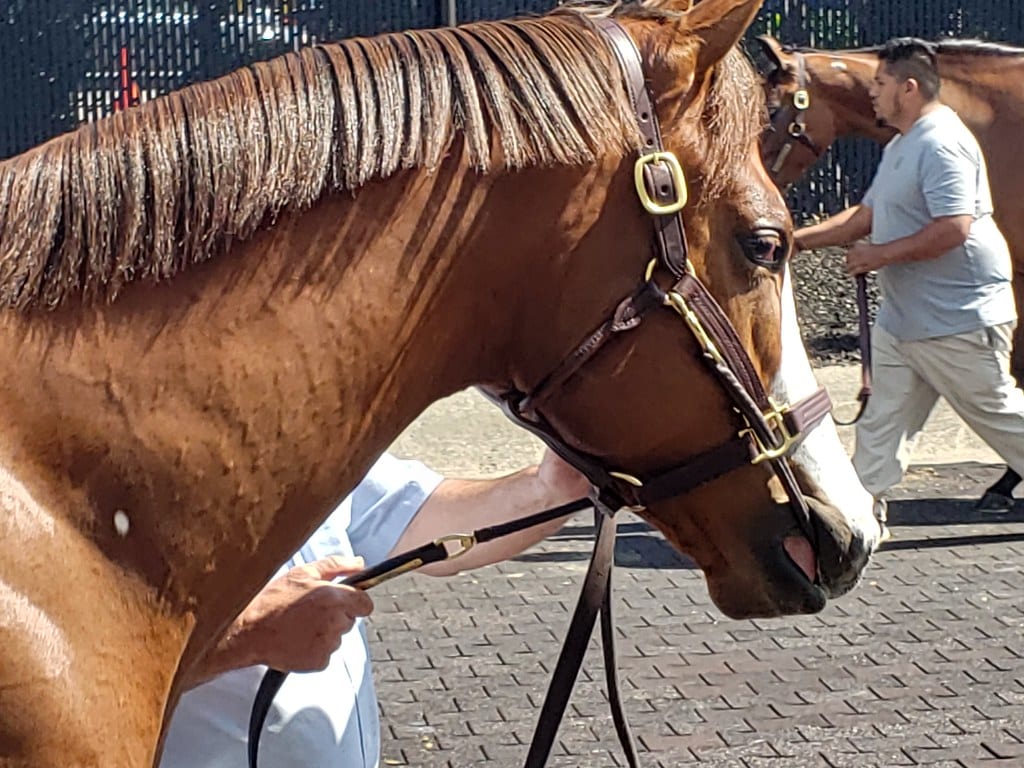 Fasig-Tipton