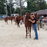 Parx picks and horses to watch: June 7