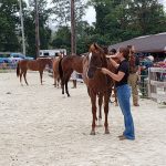 MHBA Yearling Show