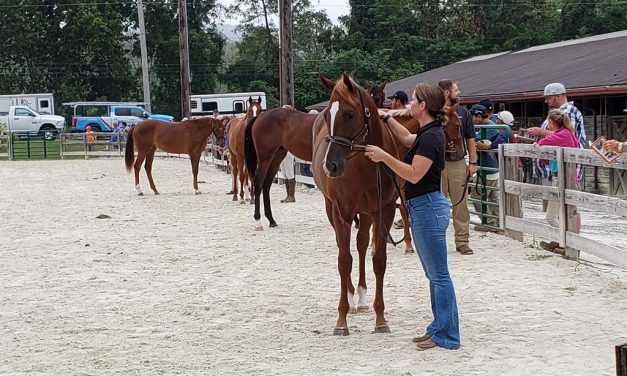 Fillies rule at MHBA Yearling Show