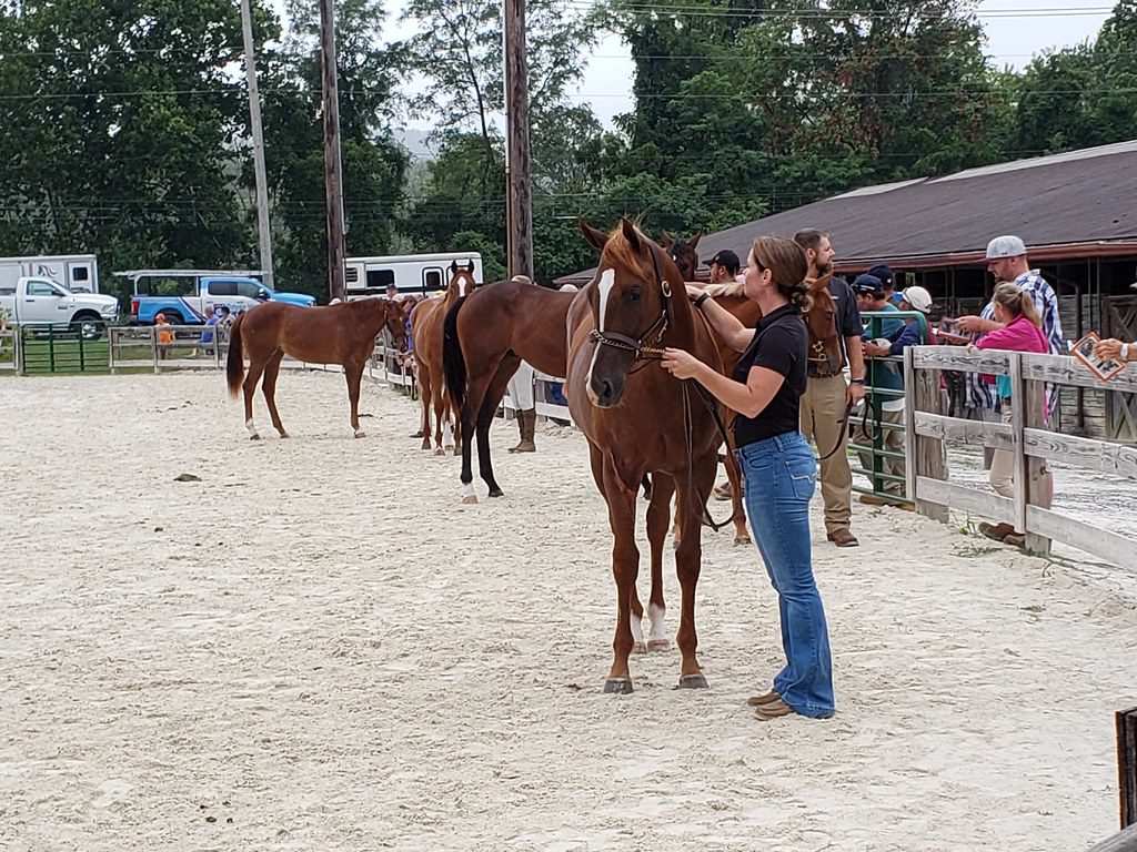 MHBA Yearling Show