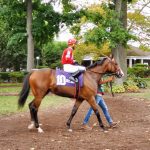Fasig-Tipton: 2021 yearling sale by the numbers