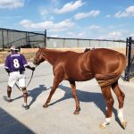 Fasig-Tipton sale concludes with strong gains