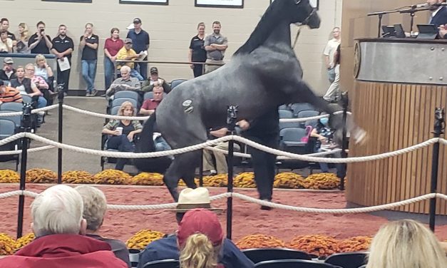 Fasig-Tipton sale concludes with strong gains