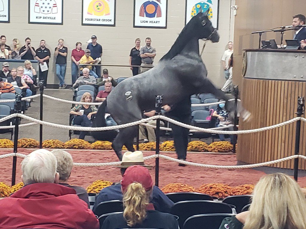 Fasig-Tipton