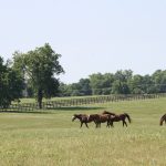 Horseracing Integrity body proposes regs