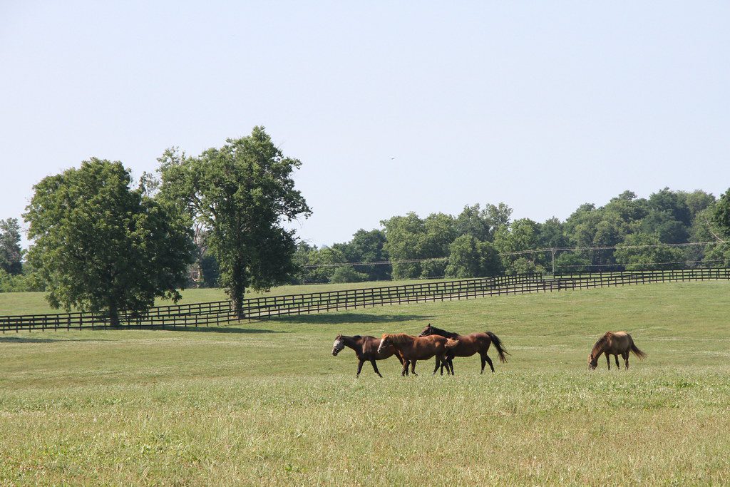 Thoroughbred aftercare