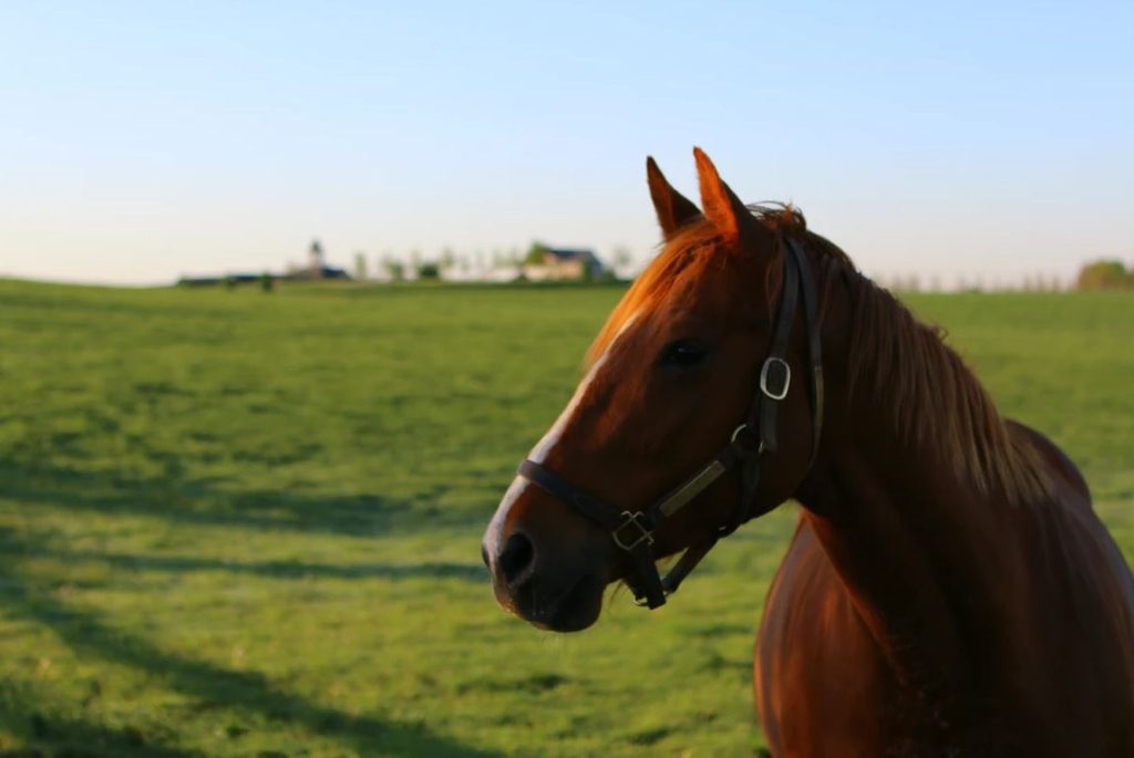 Adena Springs