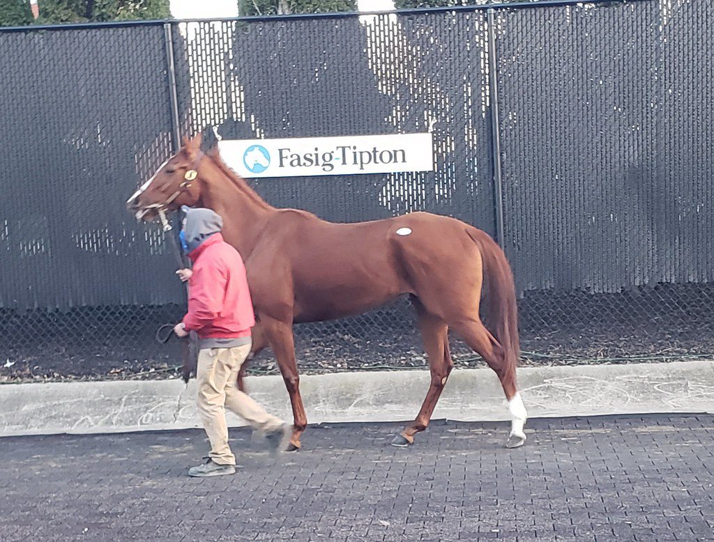 Fasig-Tipton