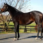 Charles Town picks and analysis: December 4