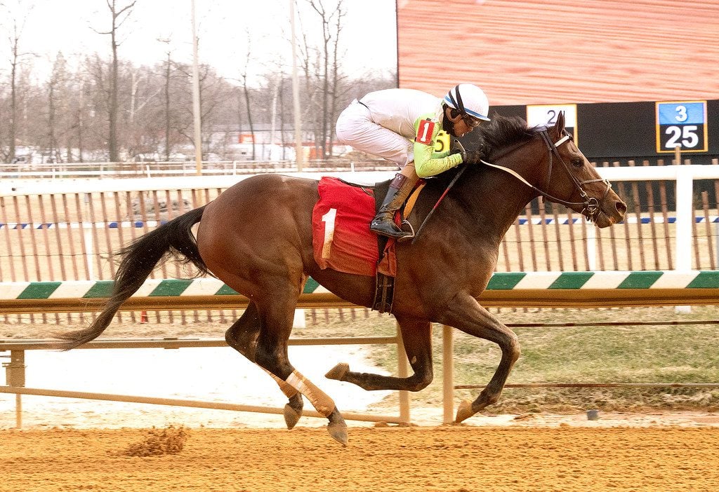 Joe made it three straight wins, cruising to an allowance score at Laurel Park. Photo Jim McCue.