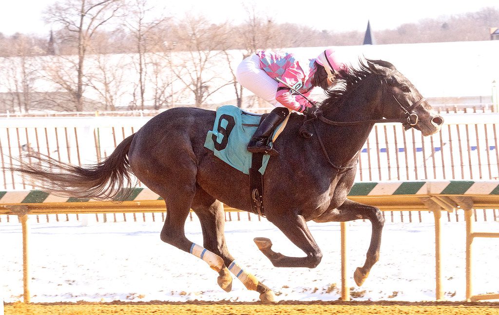 Witty was an easy winner in the Spectacular Bid Stakes. Photo by Jim McCue.